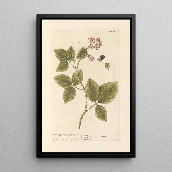 Elizabeth Blackwell - Black berry bush.webp