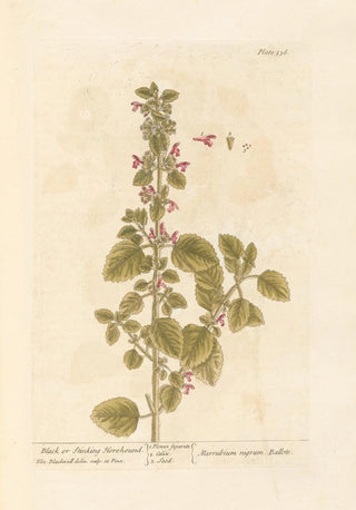 Elizabeth Blackwell - Black or stinking horehound.webp