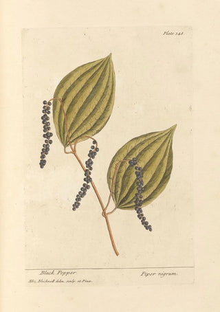 Elizabeth Blackwell - Black pepper.webp