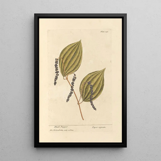 Elizabeth Blackwell - Black pepper.webp
