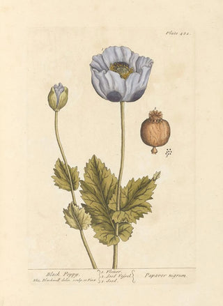 Elizabeth Blackwell - Black poppy.webp