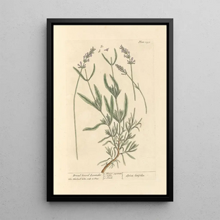 Elizabeth Blackwell - Broad leaved lavender.webp