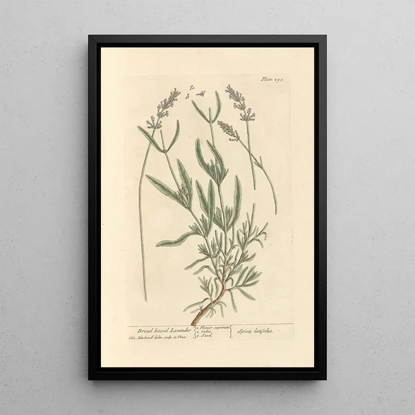 Lavendel med breda blad - Elizabeth Blackwell — inramlat konstverk på väggen