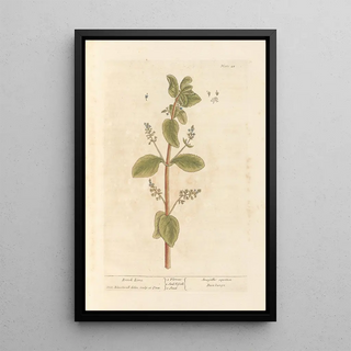 Elizabeth Blackwell - Brook lime.webp