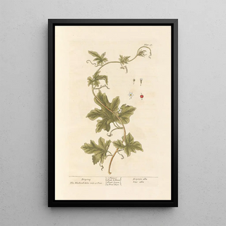 Elizabeth Blackwell - Bryony.webp