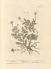 Kamomill - Elizabeth Blackwell — vy av konstverket