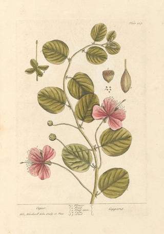 Elizabeth Blackwell - Caper.webp