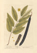 Cassia fistula - Elizabeth Blackwell — vy av konstverket