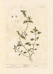 Stellaire - Elizabeth Blackwell — vy av konstverket