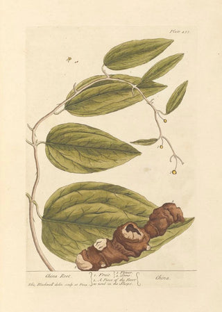Elizabeth Blackwell - China root.webp