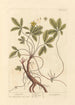Potentilla - Elizabeth Blackwell — vy av konstverket