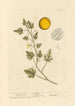 Coloquinte - Elizabeth Blackwell — vy av konstverket