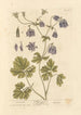 Ancolie - Elizabeth Blackwell — vy av konstverket