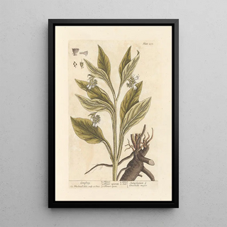 Elizabeth Blackwell - Comfrey.webp