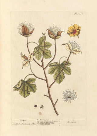 Elizabeth Blackwell - Cotton.webp