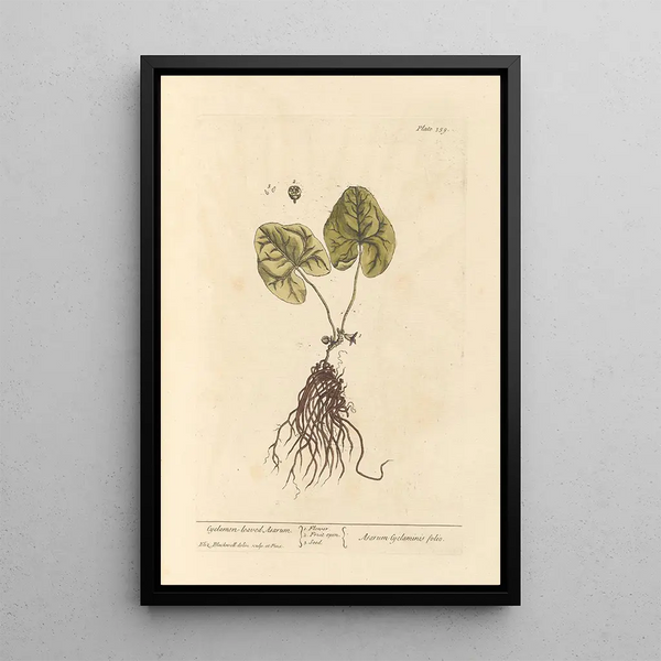 Asaret à Feuilles de Cyclamen - Elizabeth Blackwell — inramlat konstverk på väggen