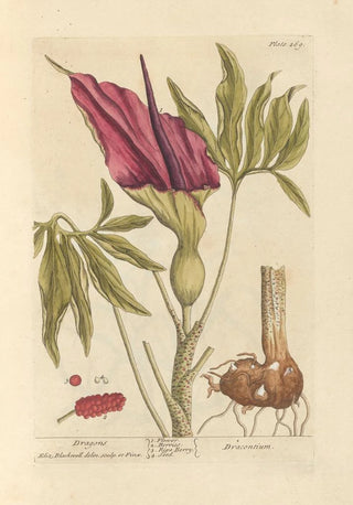 Elizabeth Blackwell - Dragons.webp