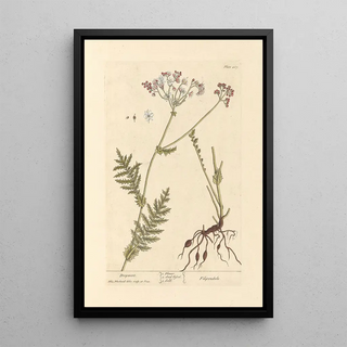 Elizabeth Blackwell - Dropwort.webp