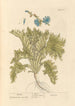 Endive - Elizabeth Blackwell — vy av konstverket