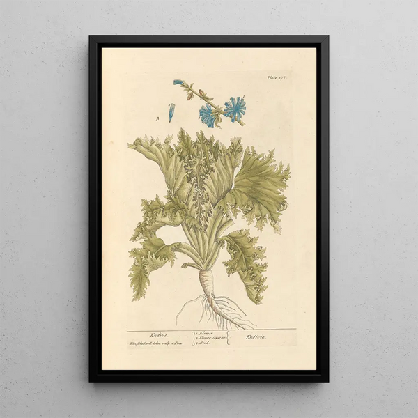 Endive - Elizabeth Blackwell — inramlat konstverk på väggen