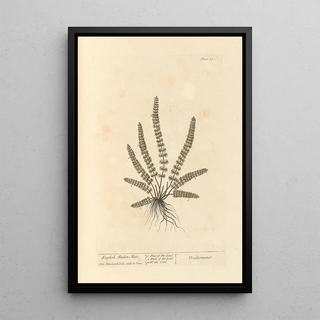 Elizabeth Blackwell - English maiden hair.webp