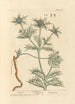 Panicaut - Elizabeth Blackwell — vy av konstverket