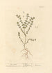 Euphraise - Elizabeth Blackwell — vy av konstverket