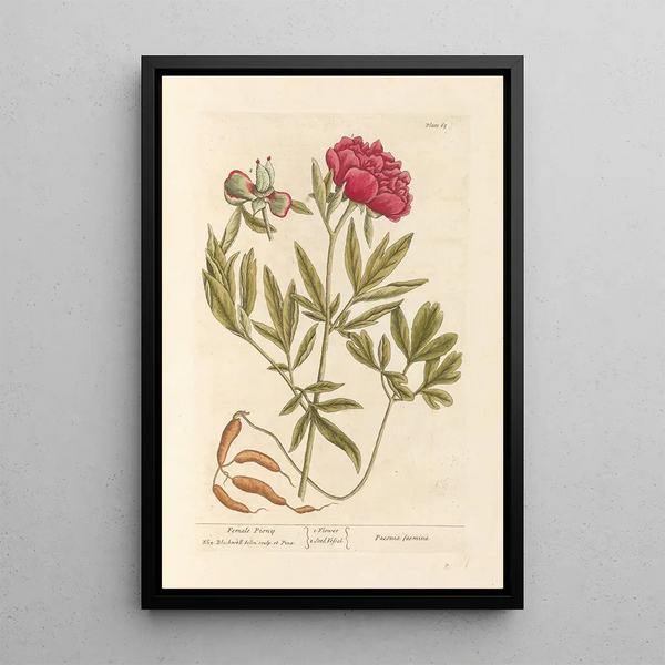 Pivoine Femelle - Elizabeth Blackwell — inramlat konstverk på väggen