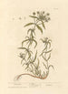 Psyllium - Elizabeth Blackwell — vy av konstverket