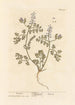 Fumeterre - Elizabeth Blackwell — vy av konstverket