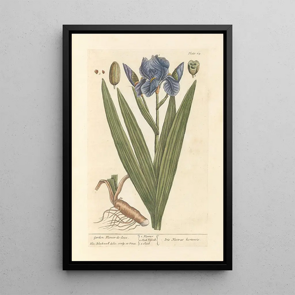 Iris de jardin - Elizabeth Blackwell — inramlat konstverk på väggen