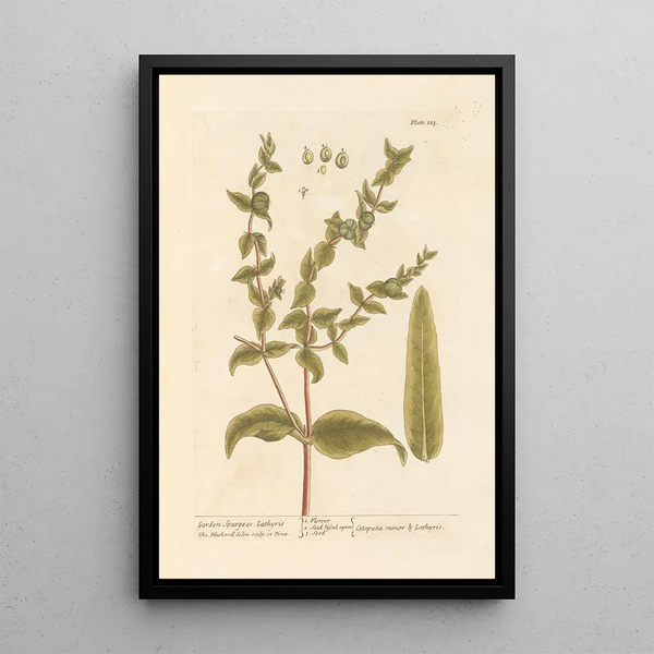 Euphorbe de jardin - Elizabeth Blackwell — inramlat konstverk på väggen
