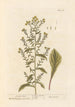 Verge d'or - Elizabeth Blackwell — vy av konstverket