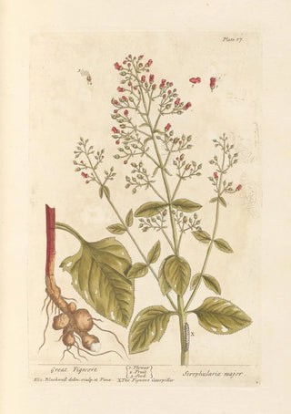Elizabeth Blackwell - Great figwort.webp