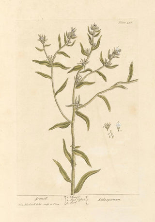 Elizabeth Blackwell - Gromill.webp