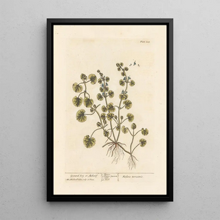 Elizabeth Blackwell - Ground ivy or alehoof.webp