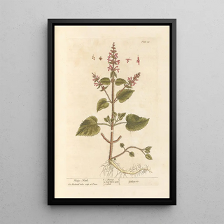 Elizabeth Blackwell - Hedge nettle.webp