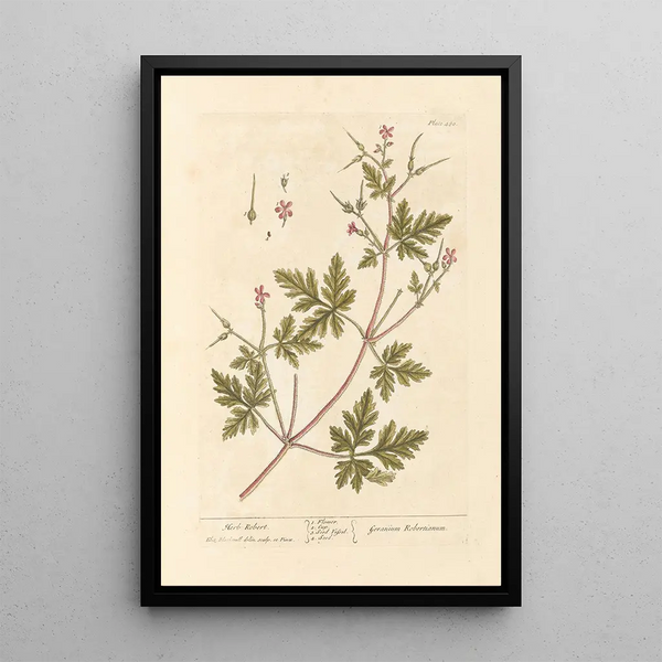 Géranium Herbe-à-Robert - Elizabeth Blackwell — inramlat konstverk på väggen