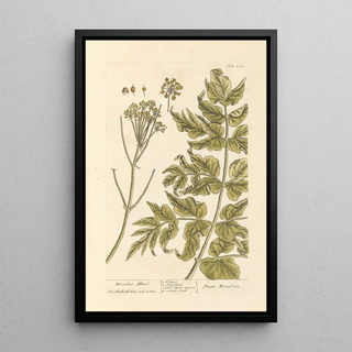 Elizabeth Blackwell - Herculess allheal.webp