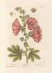 Rose trémière - Elizabeth Blackwell — vy av konstverket