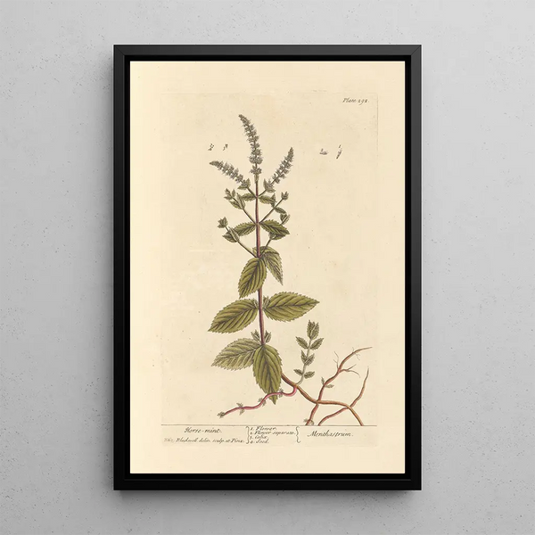 Menthe chevaline - Elizabeth Blackwell — inramlat konstverk på väggen