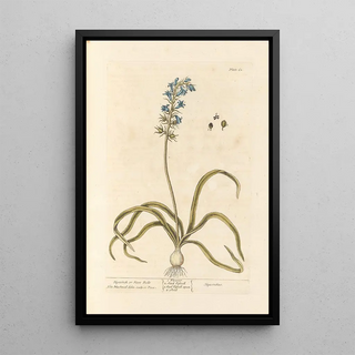 Elizabeth Blackwell - Hyacinth or hare bells.webp