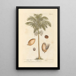 Elizabeth Blackwell - Indian nut.webp