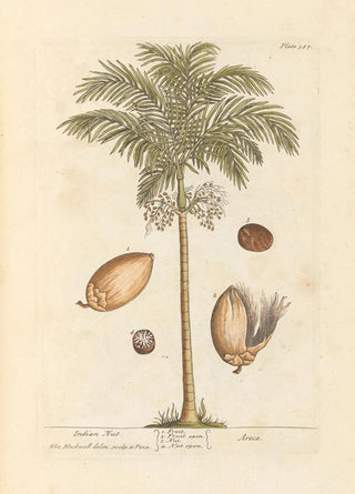 Elizabeth Blackwell - Indian nut.webp