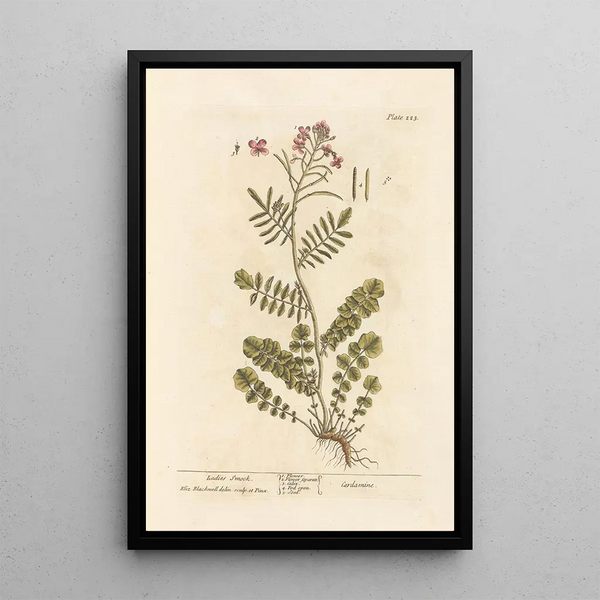 Cardamine des prés - Elizabeth Blackwell — inramlat konstverk på väggen