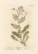 Cardamine des prés - Elizabeth Blackwell — vy av konstverket