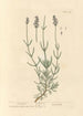 Lavendel - Elizabeth Blackwell — vy av konstverket