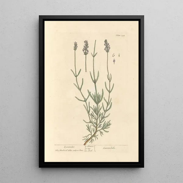 Lavendel - Elizabeth Blackwell — inramlat konstverk på väggen