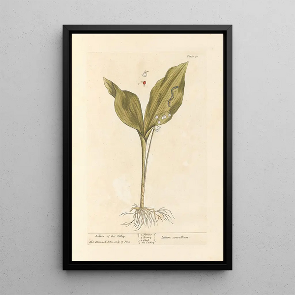 Muguet - Elizabeth Blackwell — inramlat konstverk på väggen