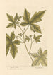 Copalme - Elizabeth Blackwell — vy av konstverket